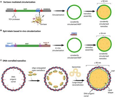 Large Nanodiscs: A Potential Game Changer in Structural Biology of Membrane Protein Complexes and Virus Entry